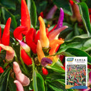 Colorful Chaotian Pepper Seeds, 100 Seeds