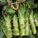 'Jiemei' Red Celtuce, 2000 Seeds