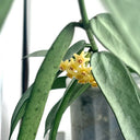 Hoya pandurata Silver, 5 Cuttings
