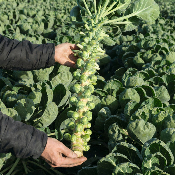 Brussels Sprouts Seeds, 50 Seeds