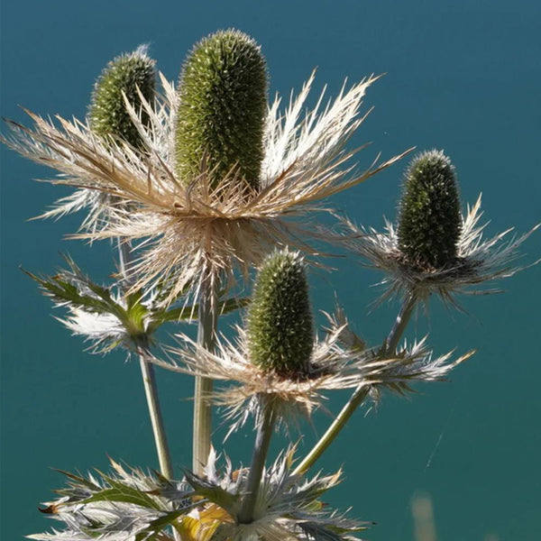 Alpine Eryngo Seeds, 100 Seeds