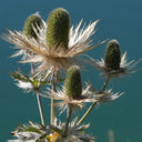 Alpine Eryngo Seeds, 100 Seeds