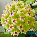 Hoya UT-033, 5 Cuttings