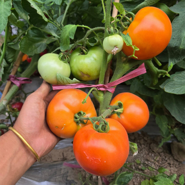 Dwarf Fraser Gem Tomato, 5 Seeds