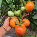 Dwarf Fraser Gem Tomato, 5 Seeds