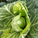 Xingyou Chunfeng Cabbage Seeds, 2g
