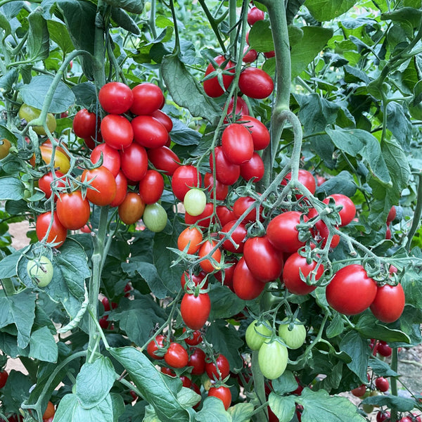 Hongcuili Cherry Tomato Seeds, 20 Seeds