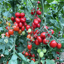 Hongcuili Cherry Tomato Seeds, 20 Seeds