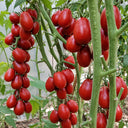 502 Chocolate Bunny Tomato, 5 Seeds