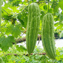 'Jiemei No.3' Bitter Gourd, 10 Seeds