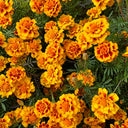 Dwarf French Marigold, 300 Seeds