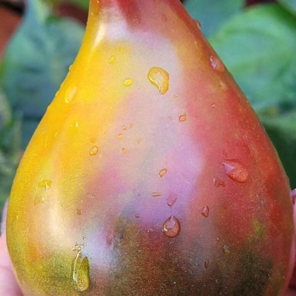 1019 Charming Heart F6 Tomato, 5 Seeds