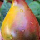 1019 Charming Heart F6 Tomato, 5 Seeds