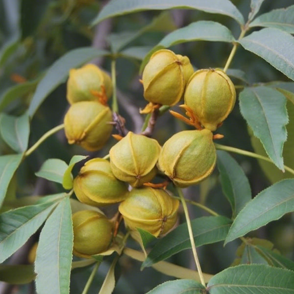 Mountain Walnut, 10 Seeds