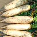 "Hakudaikon" Radish Seeds, 10g