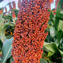Disease-resistant No.4 Red Sorghum Hybrid Seeds, 500g