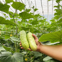 Chinese Large Thorn Fruit Cucumber, 20 Seeds