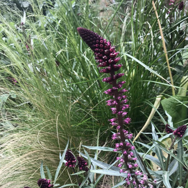 'Beaujolais' Purple Loosestrife, 10 Seeds