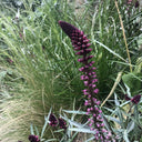 'Beaujolais' Purple Loosestrife, 10 Seeds
