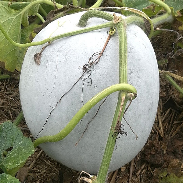 Jiemei Pink Skin Winter Melon Seeds, 50 Seeds