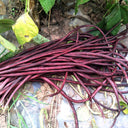 Mandihong Purple Yardlong Bean Seeds (No Trellis Required), 5 × 5g Bags