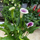 'Picasso' Calla Lily, 16/18cm Circumference, 1 Bulb