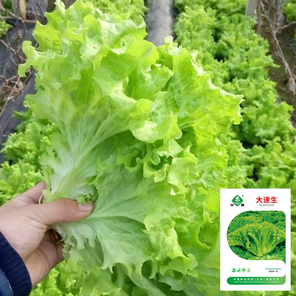 'Dasusheng' Lettuce Seeds, 10g