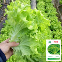 'Dasusheng' Lettuce Seeds, 10g