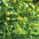 Toothache Plant Seeds, 100 Seeds