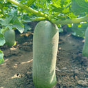 'SanNong Feicui' Fruit Radish Seeds, 100 Seeds