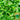 'Lvmei' Italian Lettuce Seeds, 25g