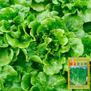 'Lvmei' Italian Lettuce Seeds, 25g