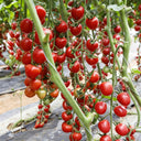 Pearl Falls Tomato, 20 Seeds