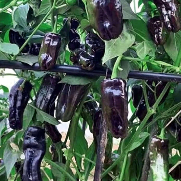 Perilla Pepper, 100 Seeds