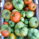 929 Sicilian Saucer Giant Tomato, 5 Seeds