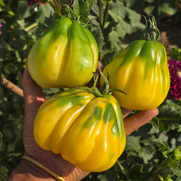 614 Tlacolula White Tomato, 5 Seeds