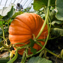Giant Pumpkin Seeds, 5 Seeds