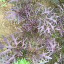 Fine-Leaf Purple Mustard Seeds, 10g