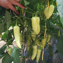 Baifumei White Chili Pepper Seeds, 15 Seeds