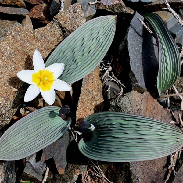 Tulipa regelii, 5 Seeds