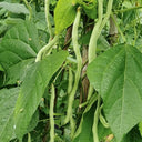 Huajun No.5 Snap Bean Seeds, 10g