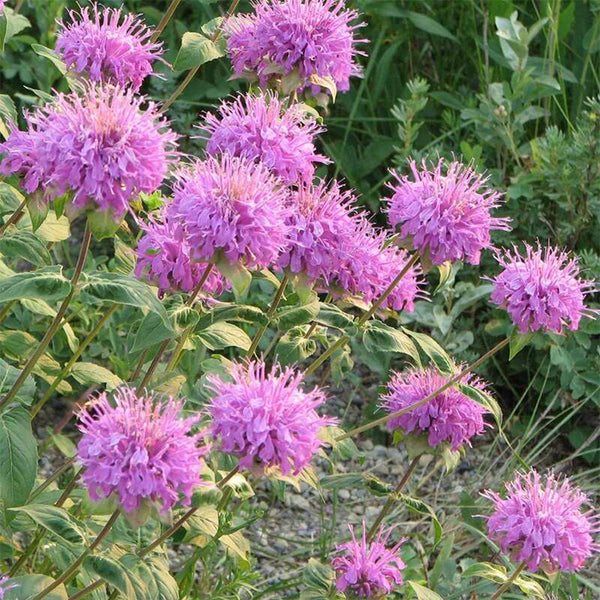 Hezhichun Bee Balm Seeds, 1g