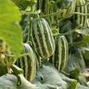 Feitian No.9 Hybrid Sweet Melon Seeds, 20 Seeds