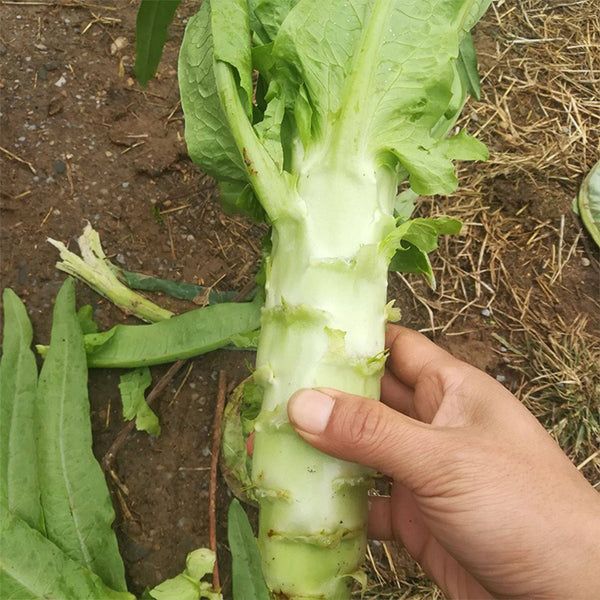 'Keguang No.1' Stem Lettuce Seeds, 10g