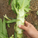 'Keguang No.1' Stem Lettuce Seeds, 10g
