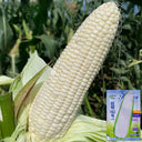 Sweet-waxy No.182 Corn Seeds