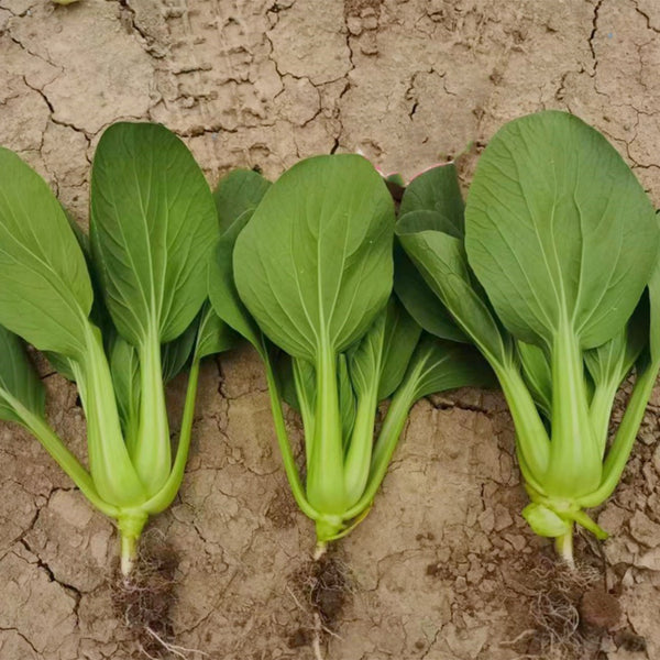 Round-Leaved Baby Bok Choy Seeds