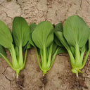 Round-Leaved Baby Bok Choy Seeds
