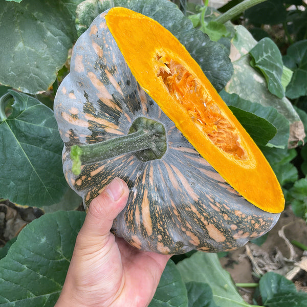 Sweet Dough Millstone Pumpkin, 10 Seeds