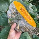 Sweet Dough Millstone Pumpkin, 10 Seeds